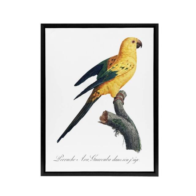 "Artery8 Female Sun Parakeet Bird Francois Levaillant Framed Canvas Wall Art in White - Size: W18"" x H24""" - image 1