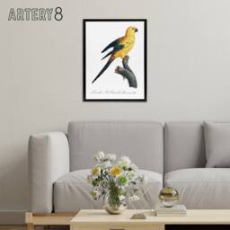 "Artery8 Female Sun Parakeet Bird Francois Levaillant Framed Canvas Wall Art in White - Size: W18"" x H24""" - thumbnail 3