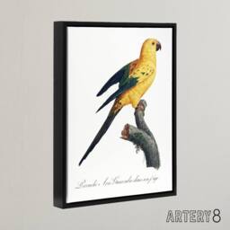 "Artery8 Female Sun Parakeet Bird Francois Levaillant Framed Canvas Wall Art in White - Size: W18"" x H24""" - thumbnail 2