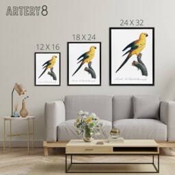 "Artery8 Female Sun Parakeet Bird Francois Levaillant Framed Canvas Wall Art in White - Size: W18"" x H24""" - thumbnail 4
