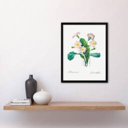 Artery8 Pierre J Redoute Framed Wall Art Primrose Vintage Floral Illustration in White - Size: A4 - thumbnail 2