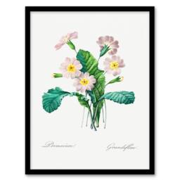 Artery8 Pierre J Redoute Framed Wall Art Primrose Vintage Floral Illustration in White - Size: A4 - thumbnail 1