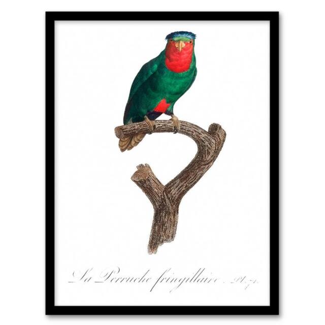 Artery8 Francois Levaillant Framed Wall Art The blue Crowned Lorikeet Parrot in White - Size: A4 - image 1