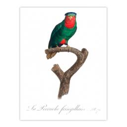 Artery8 Francois Levaillant Framed Wall Art The blue Crowned Lorikeet Parrot in White - Size: A4 - thumbnail 3