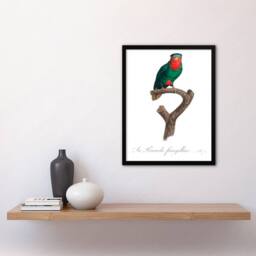 Artery8 Francois Levaillant Framed Wall Art The blue Crowned Lorikeet Parrot in White - Size: A4 - thumbnail 2