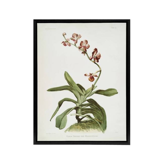 "Artery8 F Sander Marriotts Phalaenopsis Orchid Flowers Framed Canvas Art Print - Size: W12"" x H16""" - image 1