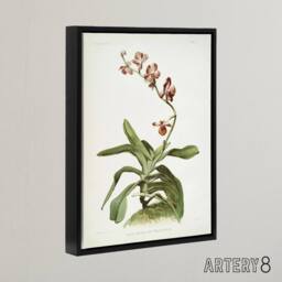 "Artery8 F Sander Marriotts Phalaenopsis Orchid Flowers Framed Canvas Art Print - Size: W12"" x H16""" - thumbnail 2