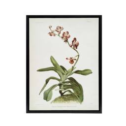 "Artery8 F Sander Marriotts Phalaenopsis Orchid Flowers Framed Canvas Art Print - Size: W12"" x H16""" - thumbnail 1