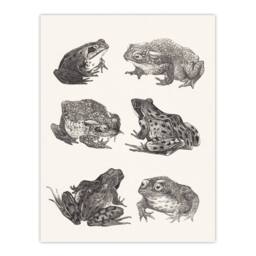 "Artery8 Six Frogs & Toads Pencil Drawing Vintage Wall Art Print Hoytema in White - Size: W24"" x H32""" - thumbnail 1