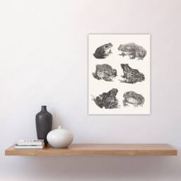 "Artery8 Six Frogs & Toads Pencil Drawing Vintage Wall Art Print Hoytema in White - Size: W24"" x H32""" - thumbnail 4