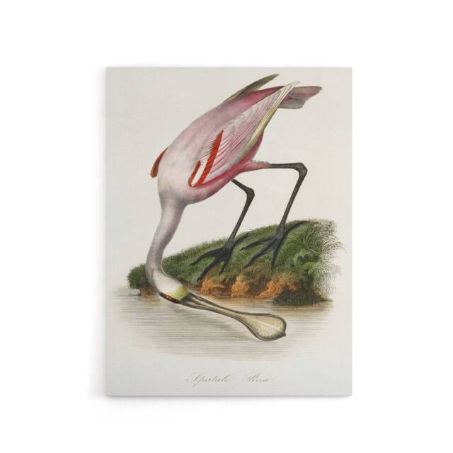 "Artery8 Roseate Spoonbill Couaihac Vintage Canvas Wall Art in White - Size: W18"" x H24""" - image 1