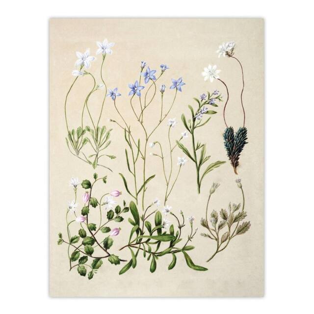 "Artery8 New Zealand Perennial Wild Flowers Featon Wall Art Poster Print in Beige - Size: W24"" x H32""" - image 1