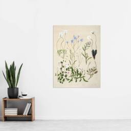"Artery8 New Zealand Perennial Wild Flowers Featon Wall Art Poster Print in Beige - Size: W24"" x H32""" - thumbnail 4