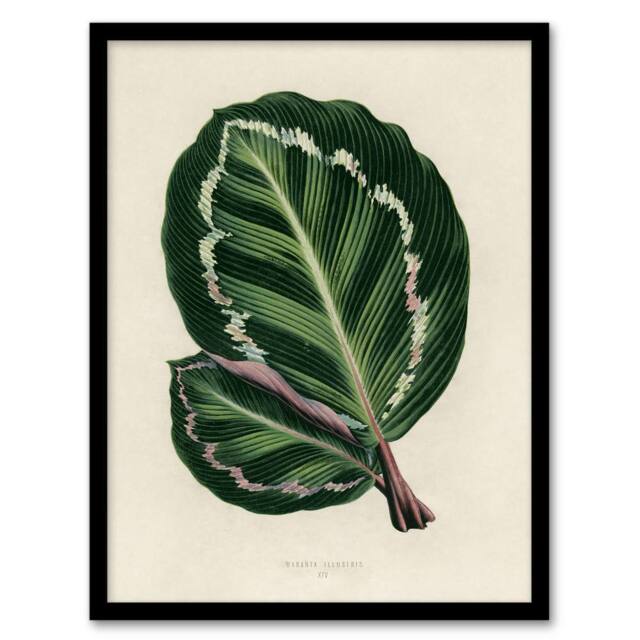 Artery8 Vintage Botanical Maranta Calathea Leaves Fawcett Framed Wall Art in Beige - Size: A4 - image 1