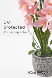 Homescapes Pink Orchid 58 cm Cymbidium in Cement Pot Extra Large, 2 Stems - thumbnail 5