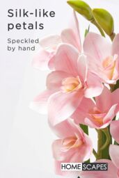 Homescapes Pink Orchid 58 cm Cymbidium in Cement Pot Extra Large, 2 Stems - thumbnail 3