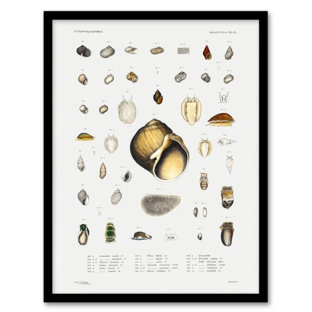Artery8 Augustus A Gould Sea Snail Shell Varieties Set Framed Wall Art Print in White - Size: A4 - image 1