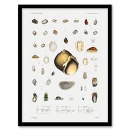 Artery8 Augustus A Gould Sea Snail Shell Varieties Set Framed Wall Art Print in White - Size: A4 - thumbnail 1
