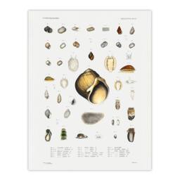 Artery8 Augustus A Gould Sea Snail Shell Varieties Set Framed Wall Art Print in White - Size: A4 - thumbnail 3