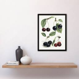 Artery8 Vintage Illustration of Cherry Varieties Wright Framed Wall Art Print in White - Size: A4 - thumbnail 4