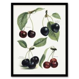 Artery8 Vintage Illustration of Cherry Varieties Wright Framed Wall Art Print in White - Size: A4 - thumbnail 1