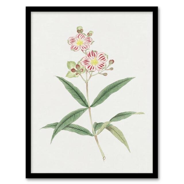Artery8 Red White Blossoms Japan Framed Wall Art Print Vintage Japanese Flower in Green - Size: A4 - image 1