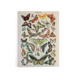 "Artery8 Millot Encyclopedia Butterflies Papillons Canvas Wall Art Print - Size: W24"" x H32""" - thumbnail 1