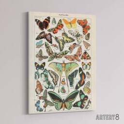 "Artery8 Millot Encyclopedia Butterflies Papillons Canvas Wall Art Print - Size: W24"" x H32""" - thumbnail 2