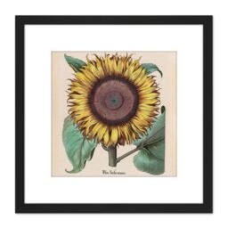 Artery8 Large Sunflower Flos Solis Maior 8X8 Inch Square Wooden Framed Wall Art Print Picture with Mount in Black - thumbnail 1