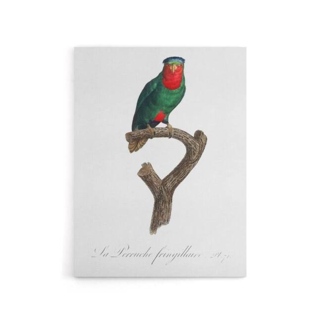 "Artery8 The blue Crowned Lorikeet Parrot Levaillant Canvas Wall Art Print in White - Size: W12"" x H16""" - image 1
