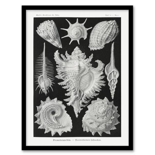 "Artery8 Sea Snail Shells Vintage Haeckel Botanical Framed Wall Art Print in White - Size: W12"" x H16""" - image 1