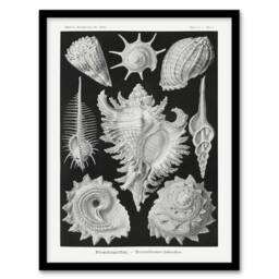 "Artery8 Sea Snail Shells Vintage Haeckel Botanical Framed Wall Art Print in White - Size: W12"" x H16""" - thumbnail 1