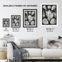 "Artery8 Sea Snail Shells Vintage Haeckel Botanical Framed Wall Art Print in White - Size: W12"" x H16""" - thumbnail 3