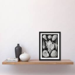 "Artery8 Sea Snail Shells Vintage Haeckel Botanical Framed Wall Art Print in White - Size: W12"" x H16""" - thumbnail 4