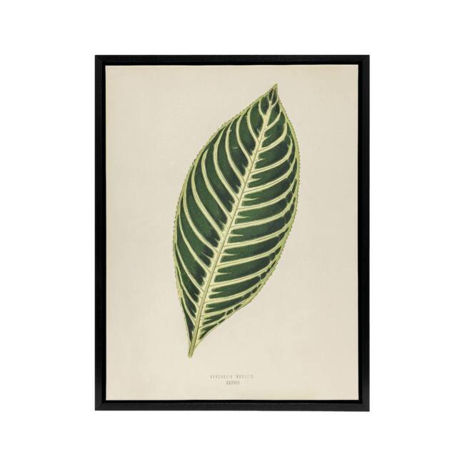 "Artery8 Vintage Botanical Tiger Plant Leaf Fawcett Black Framed Canvas Art in Beige - Size: W12"" x H16""" - image 1