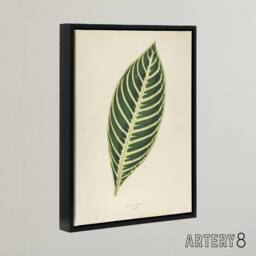 "Artery8 Vintage Botanical Tiger Plant Leaf Fawcett Black Framed Canvas Art in Beige - Size: W12"" x H16""" - thumbnail 2