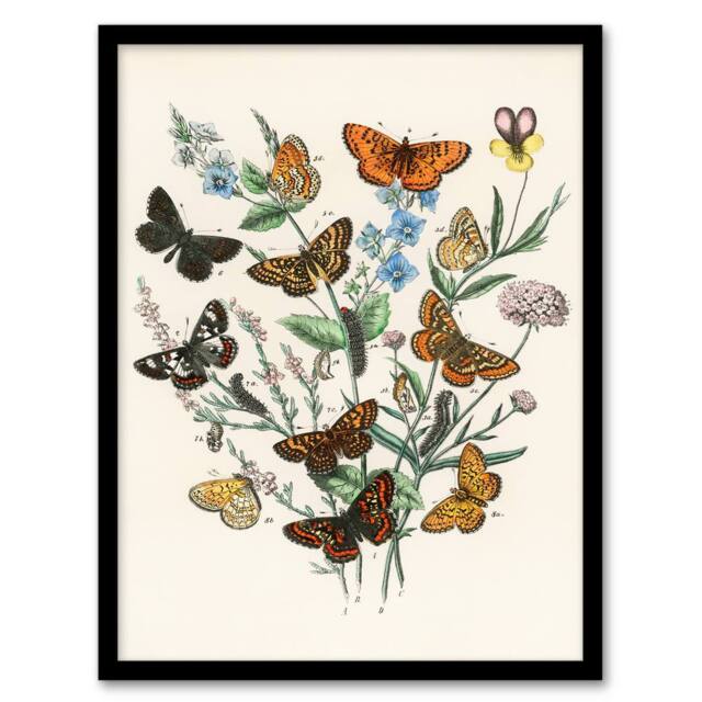 Artery8 William Forsell Kirby Framed Wall Art Butterflies & Caterpillars in White - Size: A4 - image 1