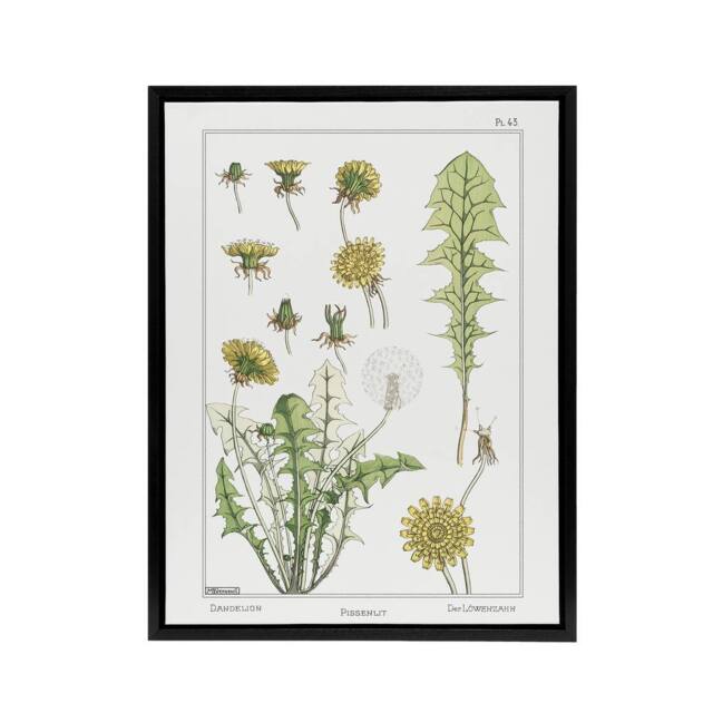 "Artery8 Dandelion Flower Framed Canvas Wall Art Print Vintage Floral Verneuil in White - Size: W12"" x H16""" - image 1