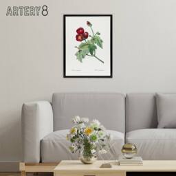 "Artery8 Callirhoe Poppy Mallow Flower Redoute Vintage Framed Canvas Wall Art in White - Size: W12"" x H16""" - thumbnail 3