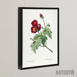 "Artery8 Callirhoe Poppy Mallow Flower Redoute Vintage Framed Canvas Wall Art in White - Size: W12"" x H16""" - thumbnail 2