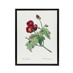 "Artery8 Callirhoe Poppy Mallow Flower Redoute Vintage Framed Canvas Wall Art in White - Size: W12"" x H16""" - thumbnail 1