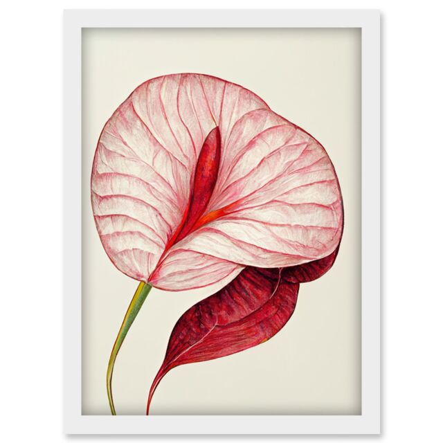Artery8 Single Red Laceleaf Flower Illustration Anthurium Artwork Framed Wall Art Print A4 in White - image 1