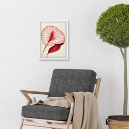 Artery8 Single Red Laceleaf Flower Illustration Anthurium Artwork Framed Wall Art Print A4 in White - thumbnail 2