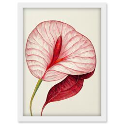 Artery8 Single Red Laceleaf Flower Illustration Anthurium Artwork Framed Wall Art Print A4 in White - thumbnail 1