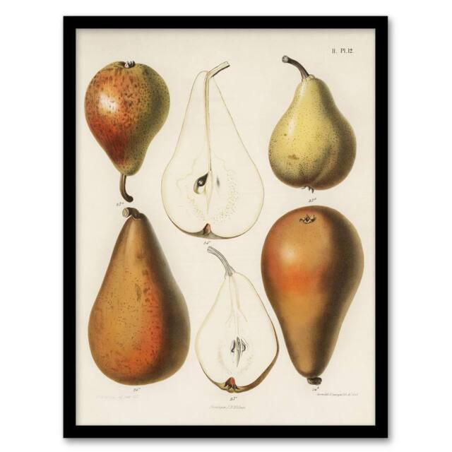 Artery8 Fresh Pears Halved Fruit Berghuis Vintage Framed Wall Art Print in White - Size: A4 - image 1