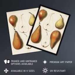 Artery8 Fresh Pears Halved Fruit Berghuis Vintage Framed Wall Art Print in White - Size: A4 - thumbnail 2