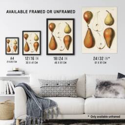 Artery8 Fresh Pears Halved Fruit Berghuis Vintage Framed Wall Art Print in White - Size: A4 - thumbnail 3