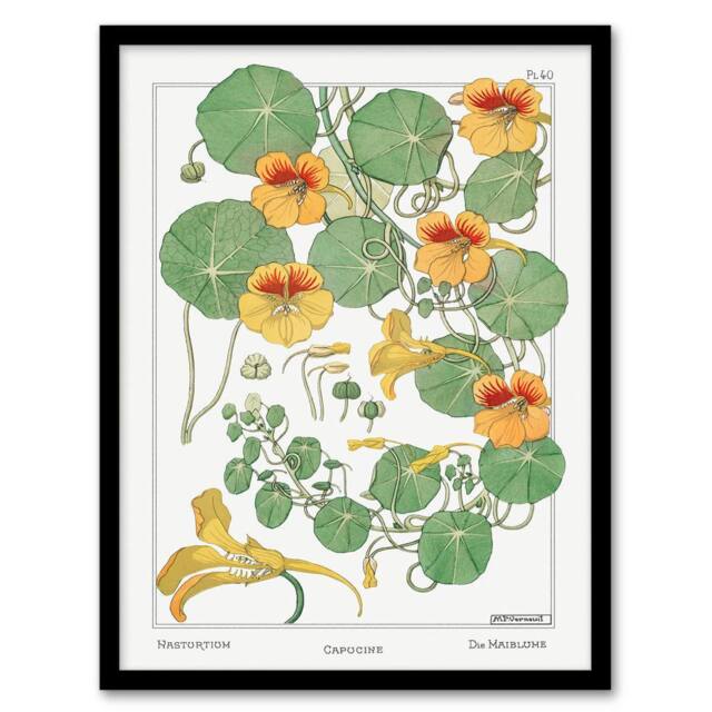Artery8 Maurice Pillard Verneuil Framed Wall Art Print Nasturtium Flower in White - Size: A4 - image 1