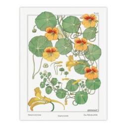 Artery8 Maurice Pillard Verneuil Framed Wall Art Print Nasturtium Flower in White - Size: A4 - thumbnail 3