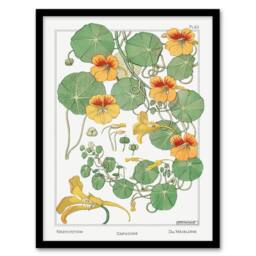 Artery8 Maurice Pillard Verneuil Framed Wall Art Print Nasturtium Flower in White - Size: A4 - thumbnail 1